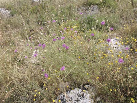 Anthemis hydruntina / Camomilla d''Otranto